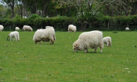 Welsh mountain sheep and lambs grazing