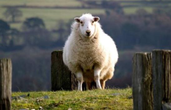 Body Condition Scoring - Sheep