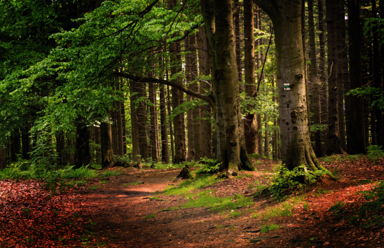  Forestry and Woodland Operations for Landowners