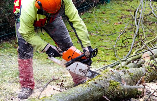 Felling and Processing Trees up to 380mm
