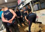 Beginners Shearing course