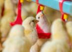 Poultry Vaccination