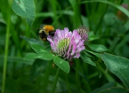 Pasture for Pollinators