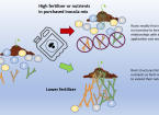 Mycorrhiza manipulation: nature vs nurture  