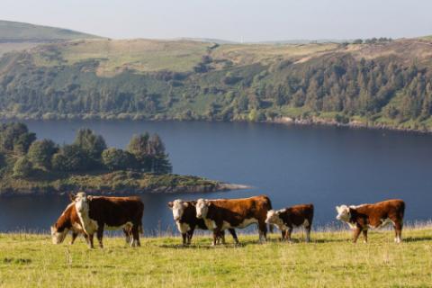 Developing the Cambrian Mountains Beef group to manage and expand their short supply chain